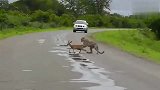 动物世界：公路上的羚羊和猎豹……