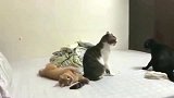 狸花猫用吵架弥补女朋友，橘猫：神经病啊！