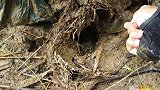 小伙发现一个比老鼠洞还大的黄鳝洞，这只黄鳝有手臂那么大