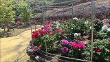 百花之王牡丹花，牡丹色姿香韵俱佳