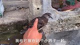 小斑鸠看到鸽子后，把鸽子当成妈妈