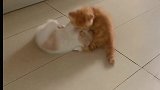 我应该是养了两只猛虎