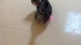 把你玩成废猫，看你晚上还跑酷不