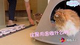 铲屎官要用火车诱惑小猫咪，小猫咪连理都不理