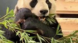 沉浸式体验大熊猫美灵吃播，撸串式吃竹叶法