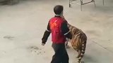 马戏团的老虎真的怂，竟被工作人员吓得连连后退