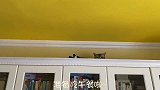 一只公猫的经历，单身时有多自在，养娃后就有多无奈