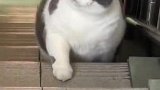 这猫不忍直视，快给孩子放点气，瞧把它给胀的