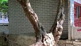 青檀寺,树盖在房子里。