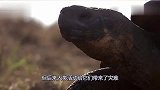 为避免它们灭绝，专家将一只年轻象龟带回海岛