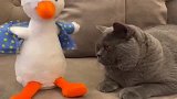 蓝猫：这只复读鸭说出了本喵的心里话，真解气！