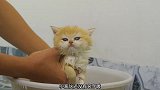 小猫咪洗澡的时候好可爱啊