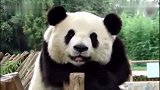 原来你是这样的熊猫，对着美女笑的露出两排小白牙