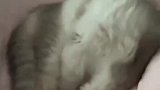 猫的身子骨能有多柔软，这谁顶得住啊