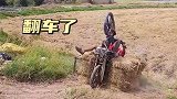 骑摩托干农活，翻车了