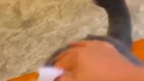 我家猫咪难道是人变得