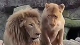 狮子夫妇在亲热，老虎特别羡慕，转身就去找老婆！