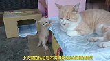 可爱的小奶猫，赶走母亲身边的大猫，太自私了