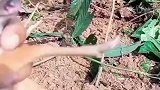 挖机师傅开垦荒地时，发现一只好像老鼠的动物