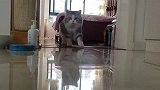 小猫咪自己开箱偷零食，建国后不许成精