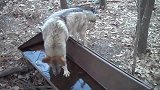狼的脑子冻傻了