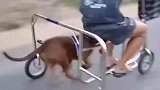 男子发明狗力三轮车，百米加速消耗一条狗