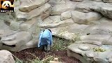 熊猫圆梦小王子被奶妈抱在怀中害羞捂脸，好可爱呦