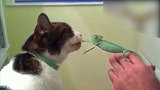 主人手里拿着变色龙，小猫好奇的凑上去观察，真是可爱！