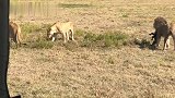 鬣狗：万万没想到，狮子也学会挖洞了