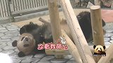 大熊猫沉迷于玩雪的乐趣中，滚来滚去开心到飞起：谁还不是个宝宝