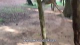 好好的一个个孙大圣，活生生变成了二师兄，走路都艰难！