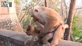 猴妈要戒奶，小猴子不愿意，大吵大闹，太搞笑