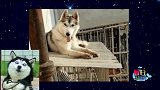 养狗的感觉就像开盲盒，狗子：惊不惊喜，意不意外