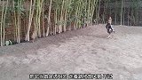 公鸡和鸟遇到一起就会打架，被欺负了也没有公鸡帮忙