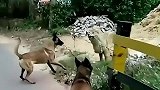 惊险！两只狗狗遭遇一匹狼，凭借过人的勇气将其击倒