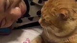 主人亲一口猫咪，猫咪也回亲一口主人，不能让主人吃亏了