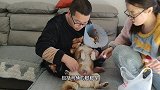 狗狗受伤，处理伤口全程一声不吭，惊讶的主人直夸它勇敢