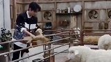 肖战老师被机器羊给骗了，太可爱了还给羊喂草呢，不愧是个憨憨啊