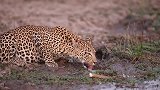 母豹喝水，两只豹子幼崽在沼泽地玩耍