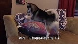 猫咪失眠，狗狗却在一旁打呼噜，猫咪上去就两耳光！