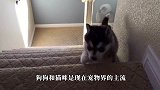 猫咪失眠，狗狗却在一旁打呼噜，猫咪上去就两耳光！