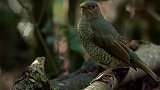 所有的生物都有灵，这只园丁鸟的故事，很让人感动