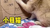 给无辜脸小猫咪发年终奖，怎么还急眼了！