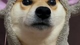 不看手机你们答的上来吗～
