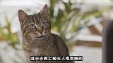 上海话爆笑配音——猫狗奇葩说
