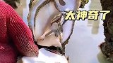 大树上的生蚝，太神奇了