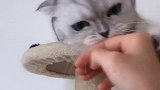 以后再也不去撸别的猫还不行，哄不好了
