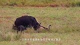 长颈鹿遇到狮子会被吃掉？动物学家：狮子才是被杀死的那个