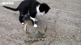 猫咪碰到一只螃蟹，对着螃蟹就是一爪子，镜头拍下全过程