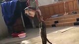 狸花猫唉呀妈呀，真香，快多咬几口